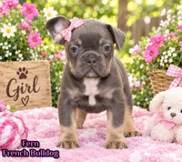Fern Female AKC French Bulldog, a female French Bulldog for sale in North Canton, OH – 1 of 5