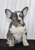 Michelle Female AKC French Bulldog, a female French Bulldog for sale in North Canton, OH – 4 of 10