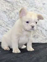 Carla Female AKC French Bulldog, a female French Bulldog for sale in North Canton, OH – 4 of 10