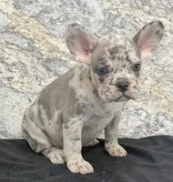 Birdie Female AKC French Bulldog, a female French Bulldog for sale in North Canton, OH – 3 of 6