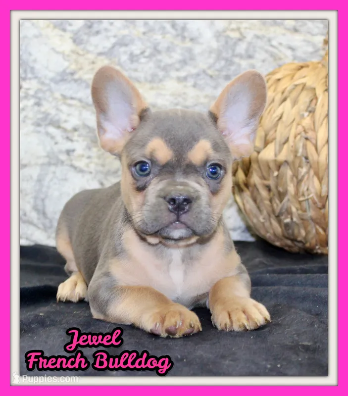 Jewel Female AKC French Bulldog – French Bulldog puppy for sale in North Canton, OH