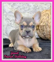 Jewel Female AKC French Bulldog, a female French Bulldog for sale in North Canton, OH – 1 of 10