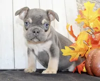 Benny Male AKC French Bulldog, a male French Bulldog for sale in North Canton, OH – 8 of 8