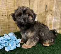 Whiskey, a male Shih Tzu and Shorkie for sale in North Canton, OH – 3 of 6