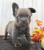 Duke Male Fluffy AKC French Bulldog, a male French Bulldog for sale in North Canton, OH – 3 of 7