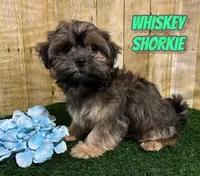 Whiskey, a male Shih Tzu and Shorkie for sale in North Canton, OH – 6 of 6