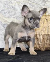 Holly Female AKC French Bulldog, a female French Bulldog for sale in North Canton, OH – 2 of 9