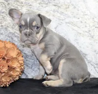 Gloria Female AKC French Bulldog, a female French Bulldog for sale in North Canton, OH – 5 of 5