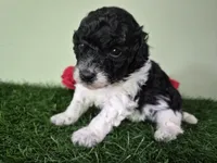 Cooper, a male Poodle - Miniature  for sale in North Canton, OH – 3 of 6