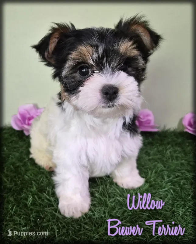 Willow – Biewer puppy for sale in North Canton, OH