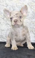 Ernie Male AKC French Bulldog, a male French Bulldog for sale in North Canton, OH – 4 of 7