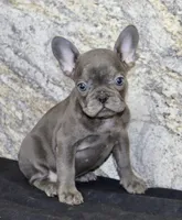 Fern Female AKC French Bulldog, a female French Bulldog for sale in North Canton, OH – 5 of 5