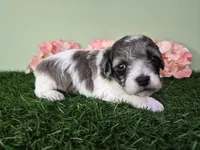 Chevelle, a female Poodle - Miniature  for sale in North Canton, OH – 3 of 6