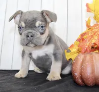 Benny Male AKC French Bulldog, a male French Bulldog for sale in North Canton, OH – 2 of 8