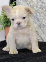 Carla Female AKC French Bulldog, a female French Bulldog for sale in North Canton, OH – 2 of 10
