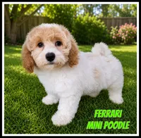 Ferrari, a male Poodle - Miniature  for sale in North Canton, OH – 1 of 8