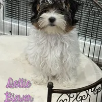 Dottie, a female Biewer for sale in North Canton, OH – Photo 1 of 9