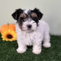 Dottie, a female Biewer for sale in North Canton, OH – Photo 8 of 9