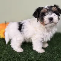 Dottie, a female Biewer for sale in North Canton, OH – Photo 9 of 9