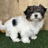 Dottie, a female Biewer for sale in North Canton, OH – Photo 6 of 9