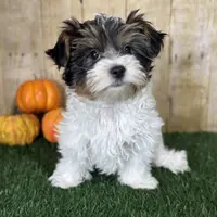 Dottie, a female Biewer for sale in North Canton, OH – Photo 4 of 9