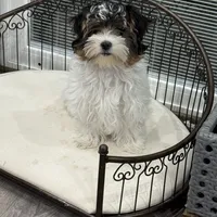 Dottie, a female Biewer for sale in North Canton, OH – Photo 2 of 9