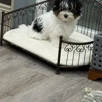 Dottie, a female Biewer for sale in North Canton, OH – Photo 3 of 9