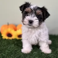 Dottie, a female Biewer for sale in North Canton, OH – Photo 7 of 9