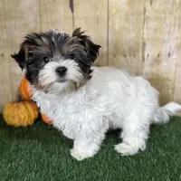 Dottie, a female Biewer for sale in North Canton, OH – Photo 5 of 9