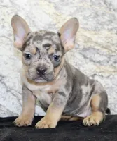 Kelly Female AKC French Bulldog, a female French Bulldog for sale in North Canton, OH – 7 of 10