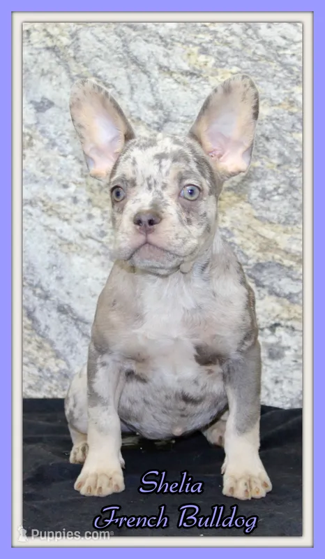 Sheila Female AKC French Bulldog – French Bulldog puppy for sale in North Canton, OH