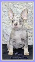 Sheila Female AKC French Bulldog, a female French Bulldog for sale in North Canton, OH – 1 of 7