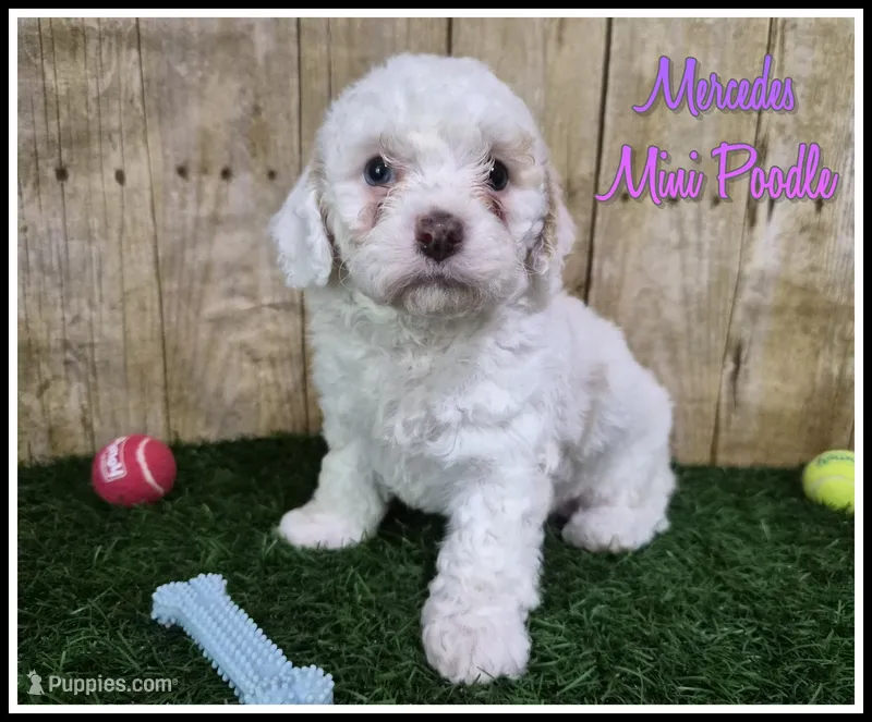 Mercedes – Poodle - Miniature  puppy for sale in North Canton, OH