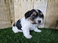 Milo, a male Yorkshire Terrier for sale in North Canton, OH – 4 of 10