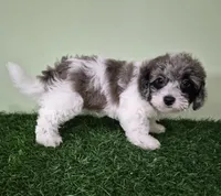 Chevelle, a female Poodle - Miniature  for sale in North Canton, OH – 8 of 10