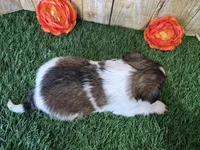 Bronco, a male Shorkie for sale in North Canton, OH – Photo 6 of 7