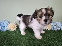 Bronco, a male Shorkie for sale in North Canton, OH – Photo 3 of 8
