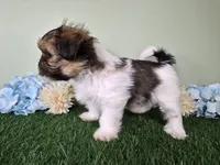 Bronco, a male Shorkie for sale in North Canton, OH – Photo 4 of 8