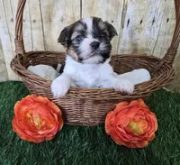 Bronco, a male Shorkie for sale in North Canton, OH – Photo 2 of 7