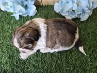 Cash, a male Shorkie for sale in North Canton, OH – Photo 6 of 7