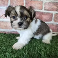 Bronco, a male Shorkie for sale in North Canton, OH – Photo 6 of 8