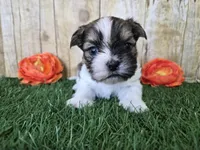 Bronco, a male Shorkie for sale in North Canton, OH – Photo 1 of 7