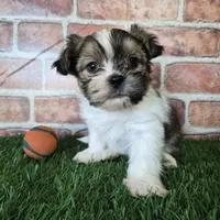 Bronco, a male Shorkie for sale in North Canton, OH – Photo 5 of 8