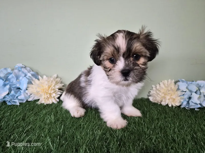 Bronco – Shorkie puppy for sale in North Canton, OH