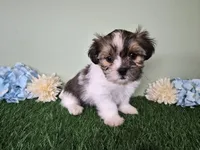 Bronco, a male Shorkie for sale in North Canton, OH – Photo 1 of 8