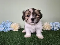 Bronco, a male Shorkie for sale in North Canton, OH – Photo 2 of 8