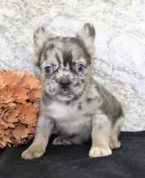 Janet Female AKC Fluffy French Bulldog, a female French Bulldog for sale in North Canton, OH – 3 of 10