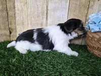 Milo, a male Yorkshire Terrier for sale in North Canton, OH – 5 of 10