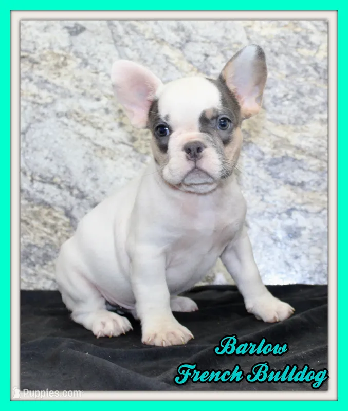 Barlow Male AKC French Bulldog – French Bulldog puppy for sale in North Canton, OH
