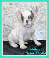 Barlow Male AKC French Bulldog, a male French Bulldog for sale in North Canton, OH – 1 of 6
